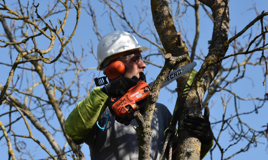 Soins aux arbres